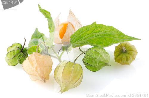 Image of Physalis