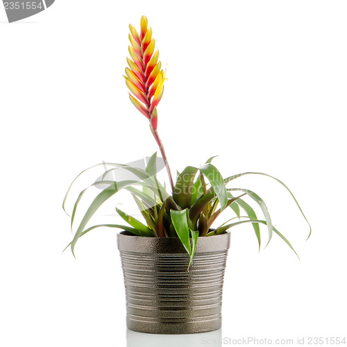 Image of Bromelia Flower
