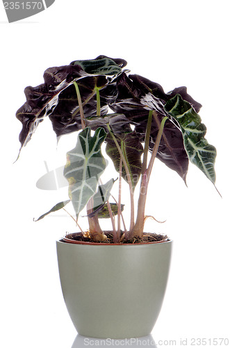 Image of Houseplant