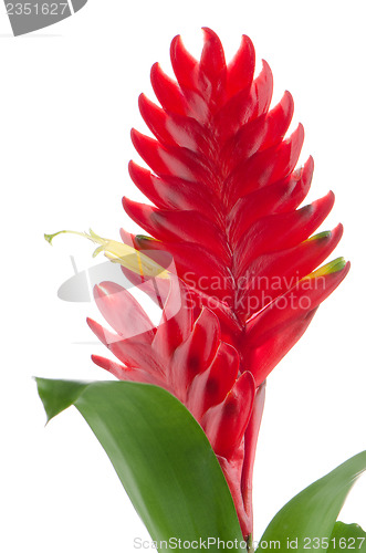 Image of Bromelia Flower