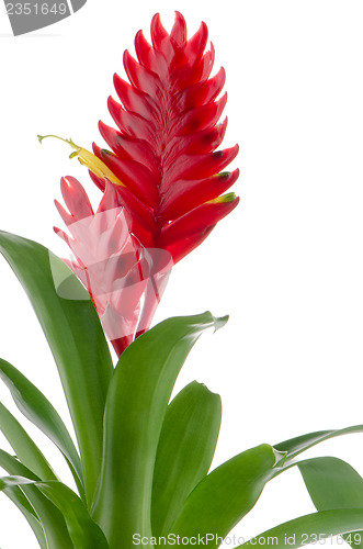 Image of Bromelia Flower