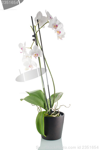 Image of Beautiful white orchid in a flowerpot