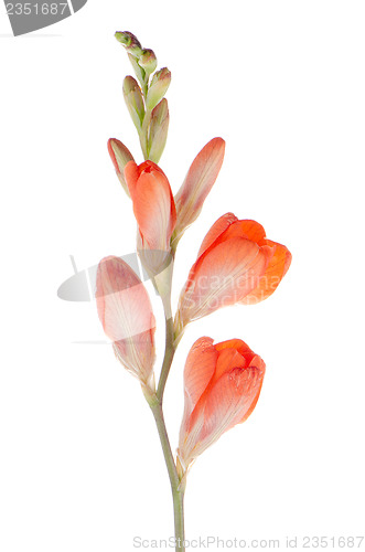 Image of Lilies