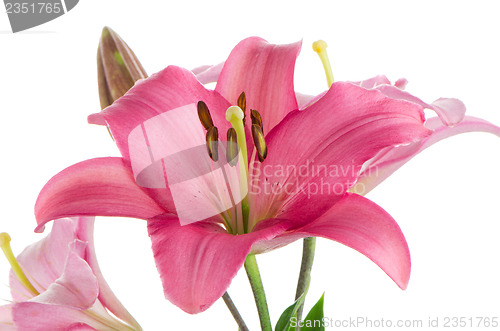 Image of Pink lilies