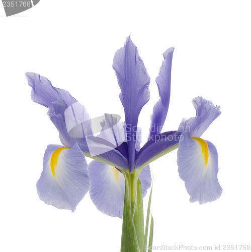 Image of Purple lily flower