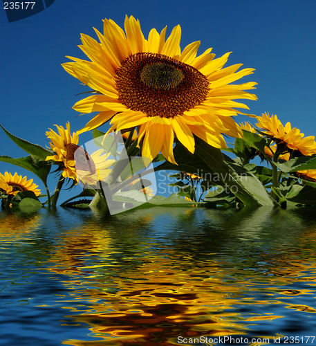 Image of sunflower flooded