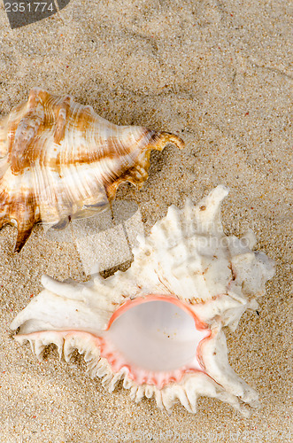 Image of Conchs and shells 