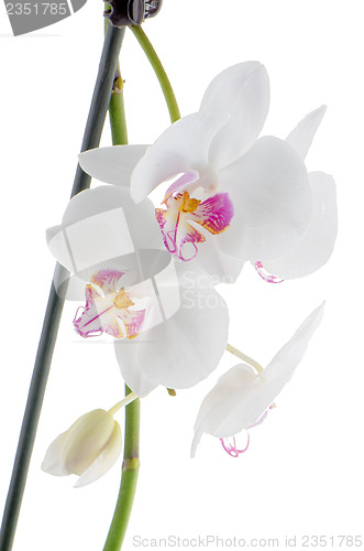 Image of White and pink orchids