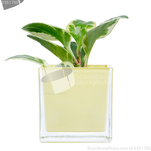 Image of Houseplant