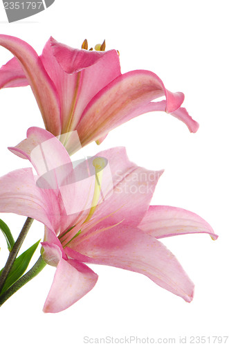 Image of Pink lilies