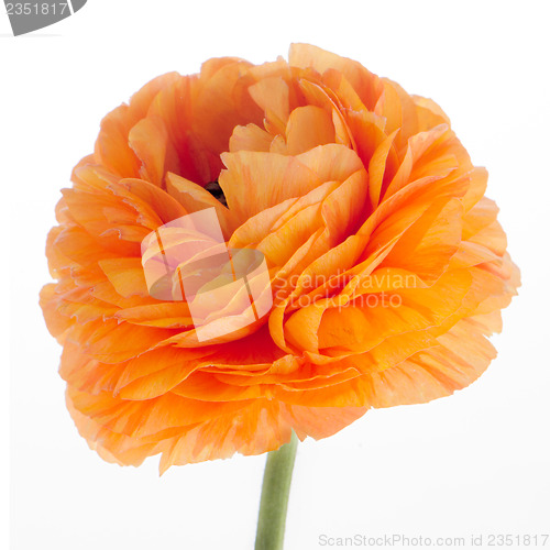 Image of Eustoma flower