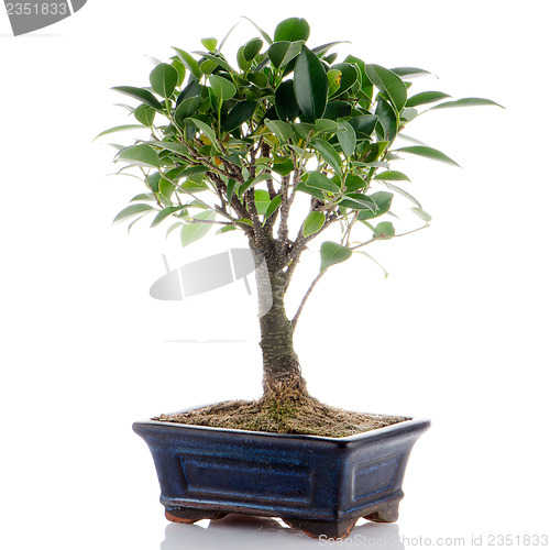 Image of Chinese green bonsai tree