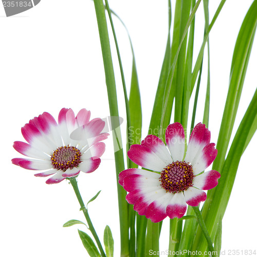 Image of Beautiful pink flowers and green grass