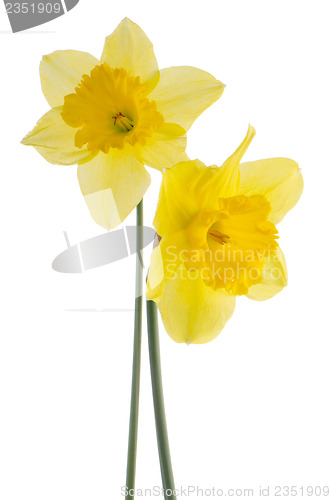 Image of Jonquil flowers