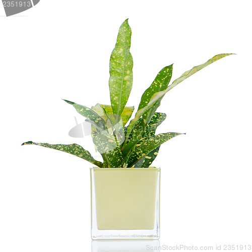 Image of Houseplant