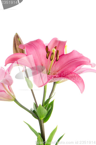 Image of Pink lilies