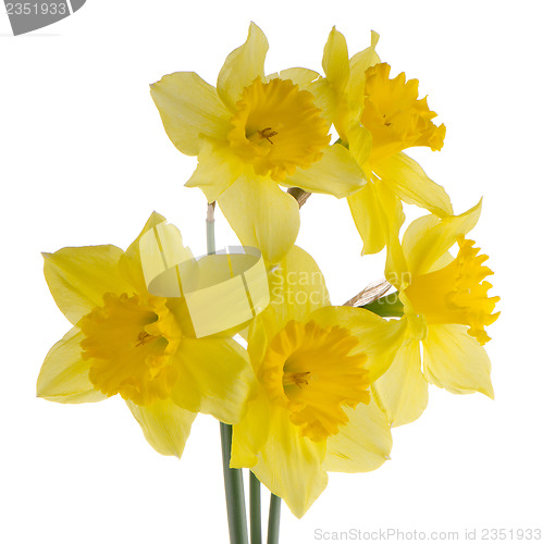 Image of Jonquil flowers