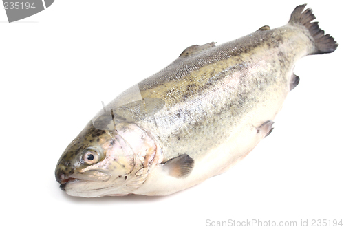 Image of rainbow trout
