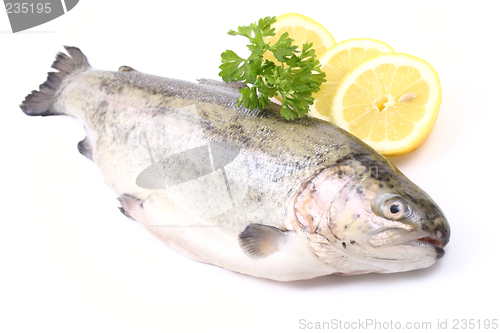 Image of rainbow trout