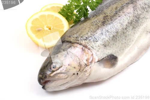Image of rainbow trout