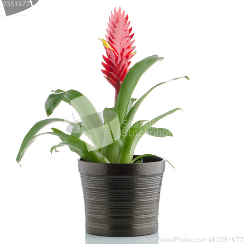 Image of Bromelia Flower