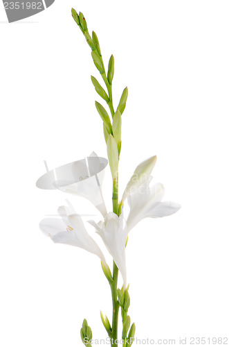 Image of Lilies