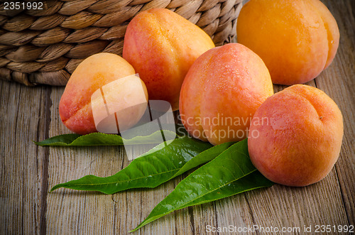 Image of Apricots with leaves