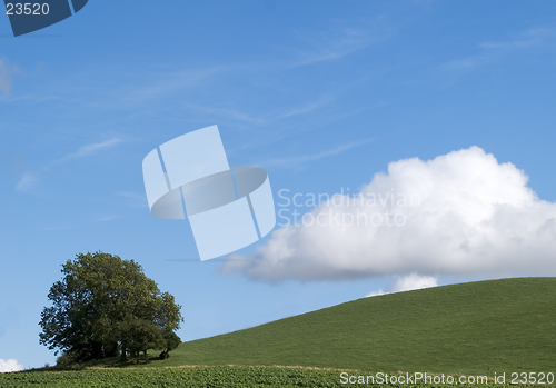 Image of Hillside Tree