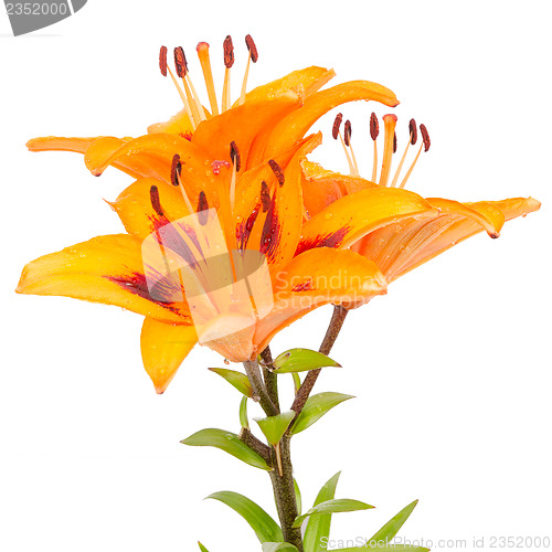 Image of Orange lilies