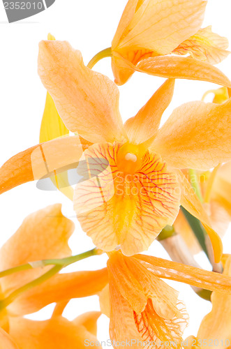 Image of Closeup of orange dendrobium flowers