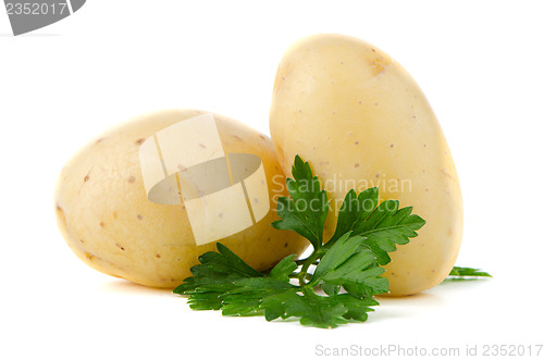 Image of New potatoes and green parsley