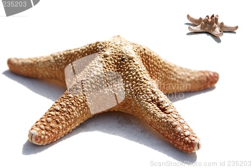 Image of Starfish