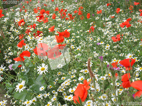 Image of Papaver flower