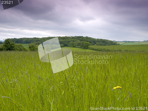 Image of Grassy Meadow