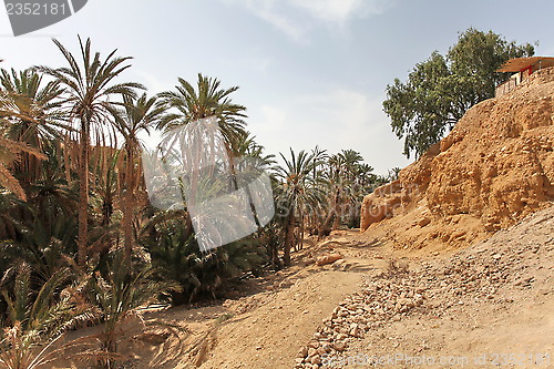 Image of oasis of the desert