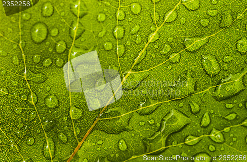 Image of Leaf with water drops: floral or environmental pattern