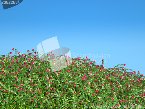 Image of Cranberry thicket and blue sky