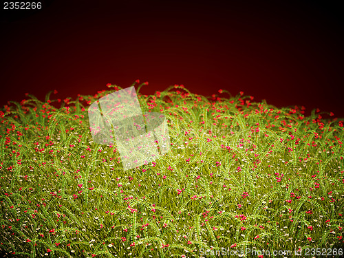 Image of Cranberry thicket in the evening glow
