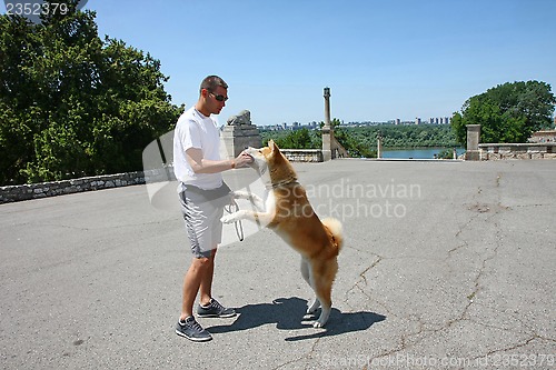 Image of Akita inu