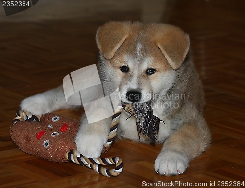 Image of Akita inu