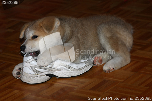 Image of Akita Inu