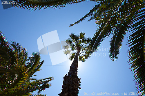 Image of tropical trees