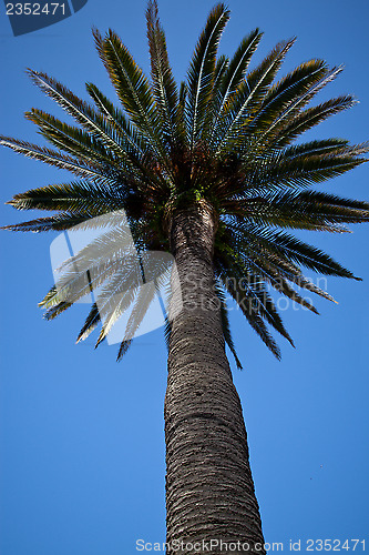 Image of palm tree