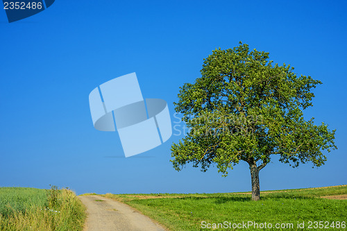 Image of tree on a way with a blue sky