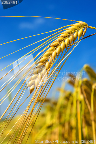 Image of barley