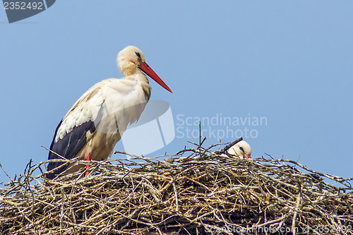 Image of stork