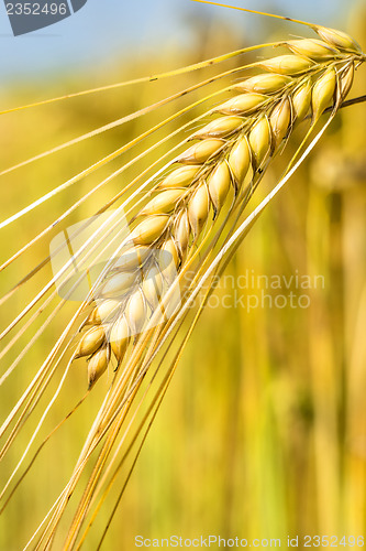 Image of barley