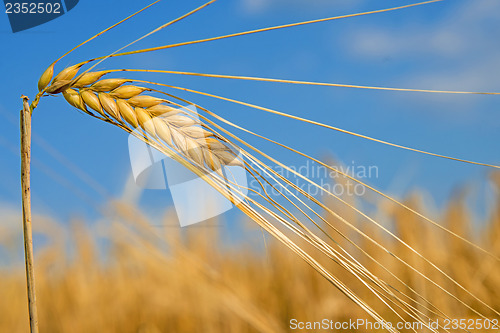Image of barley