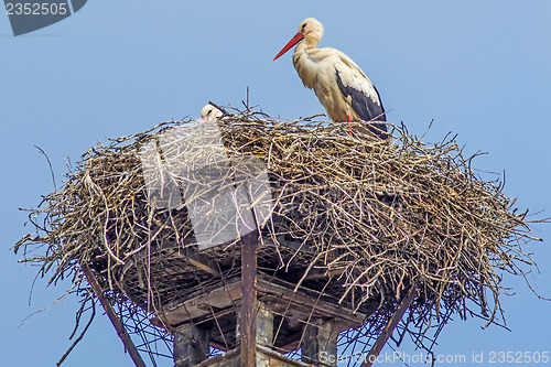 Image of stork