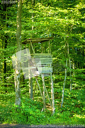 Image of hide in a forest